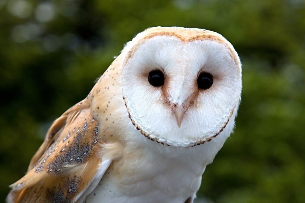 vogels vogel hdr fauna natuur aves zang vliegen vrij